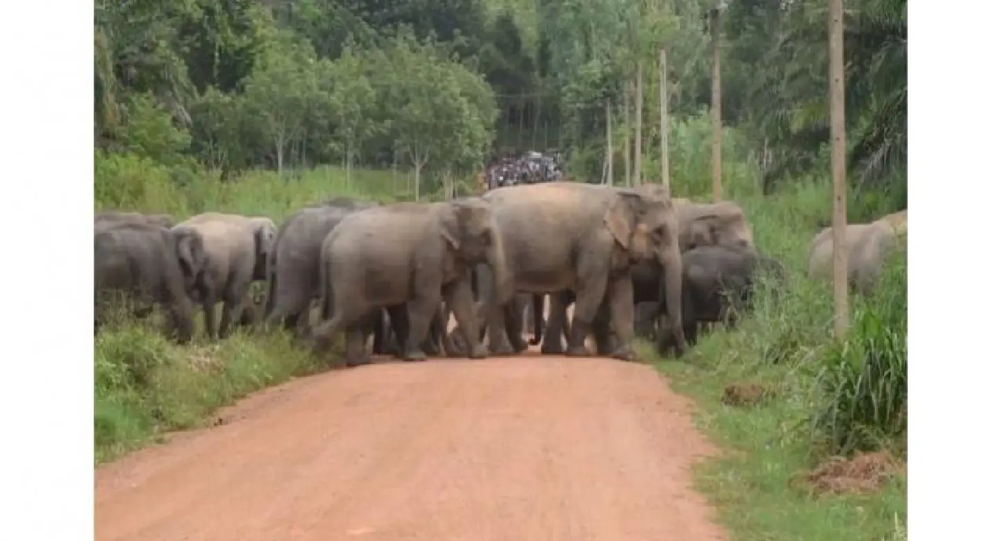 Wildlife official killed by wild elephants in Chachoengsao