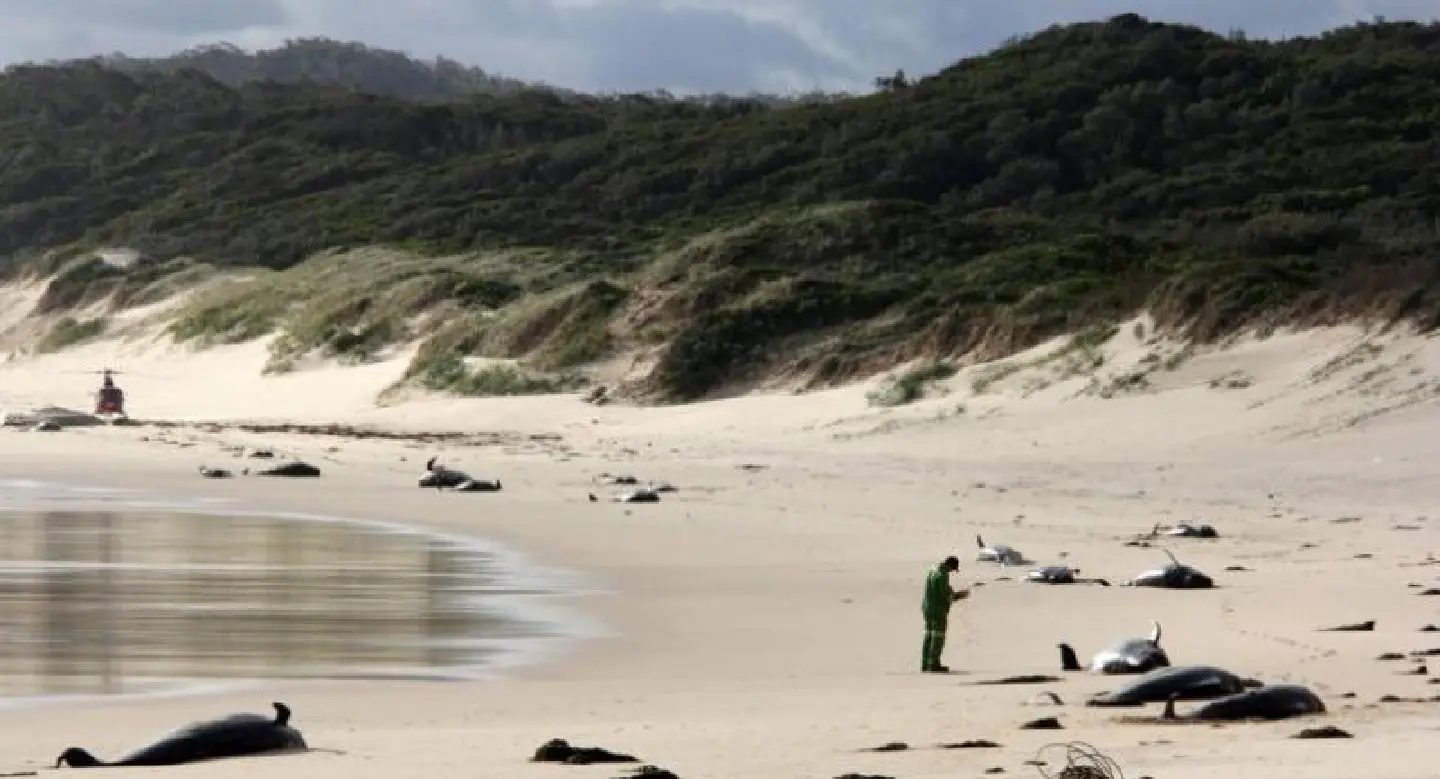 New Zealand whale strandings 'linked to ocean warming'