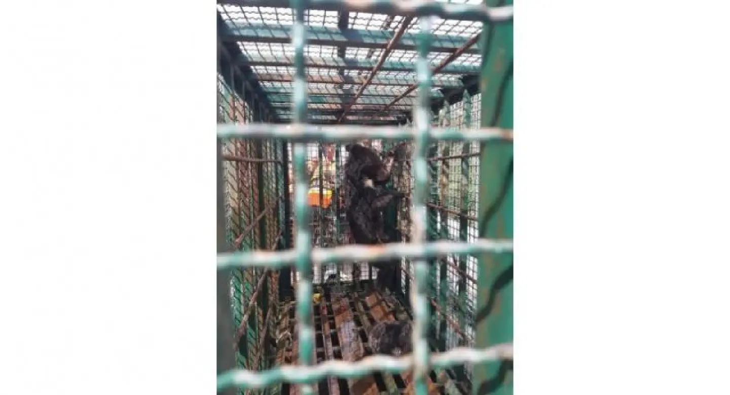 Bear cub does King Kong act on Korat condo