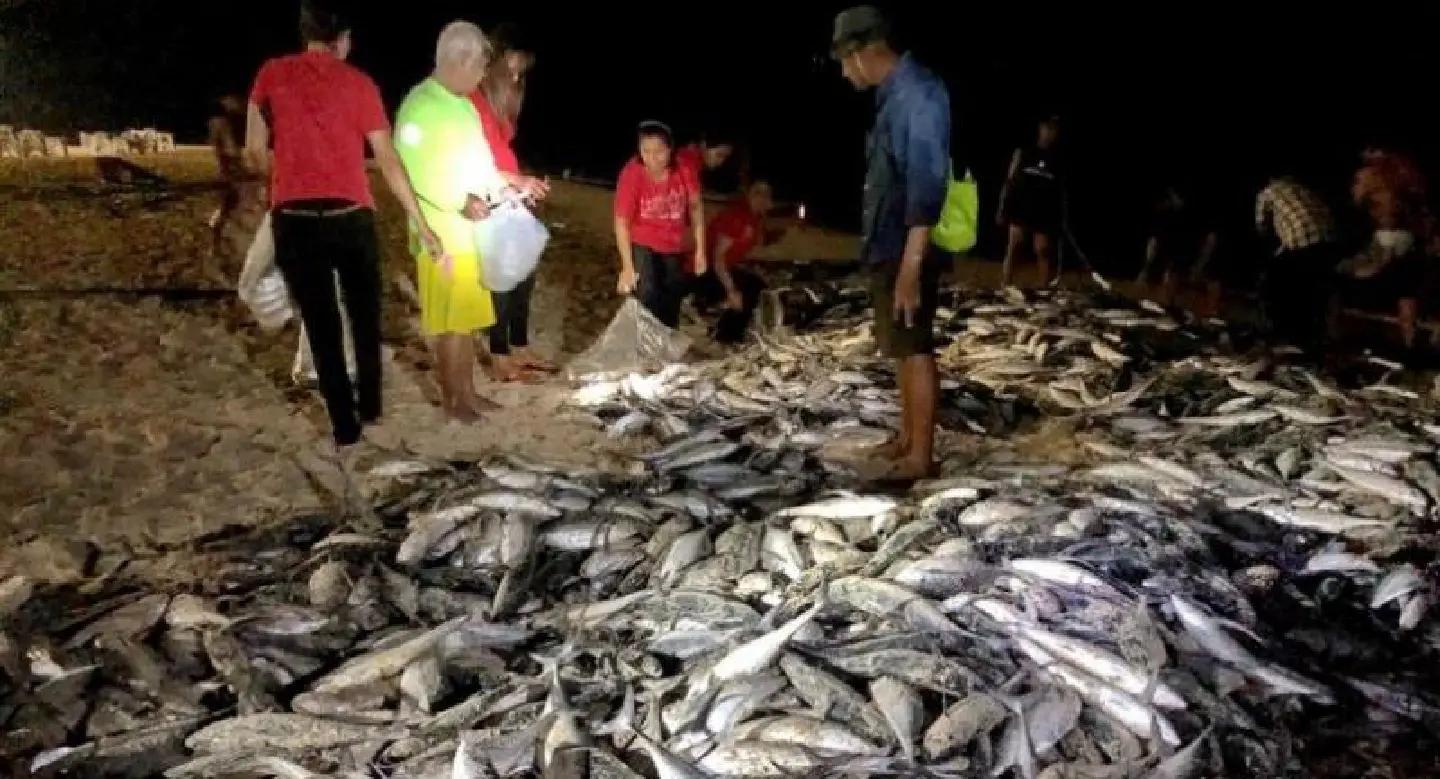 Phuket cashes in on scads of scad Phuket cashes in on scads of scad