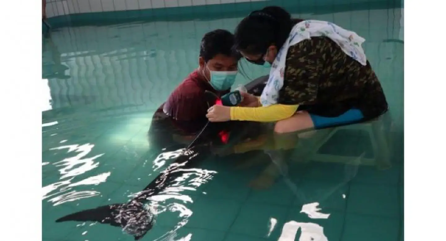 Injured dolphin from Nai Yang Beach still in critical condition Injured dolphin from Nai Yang Beach still in critical condition