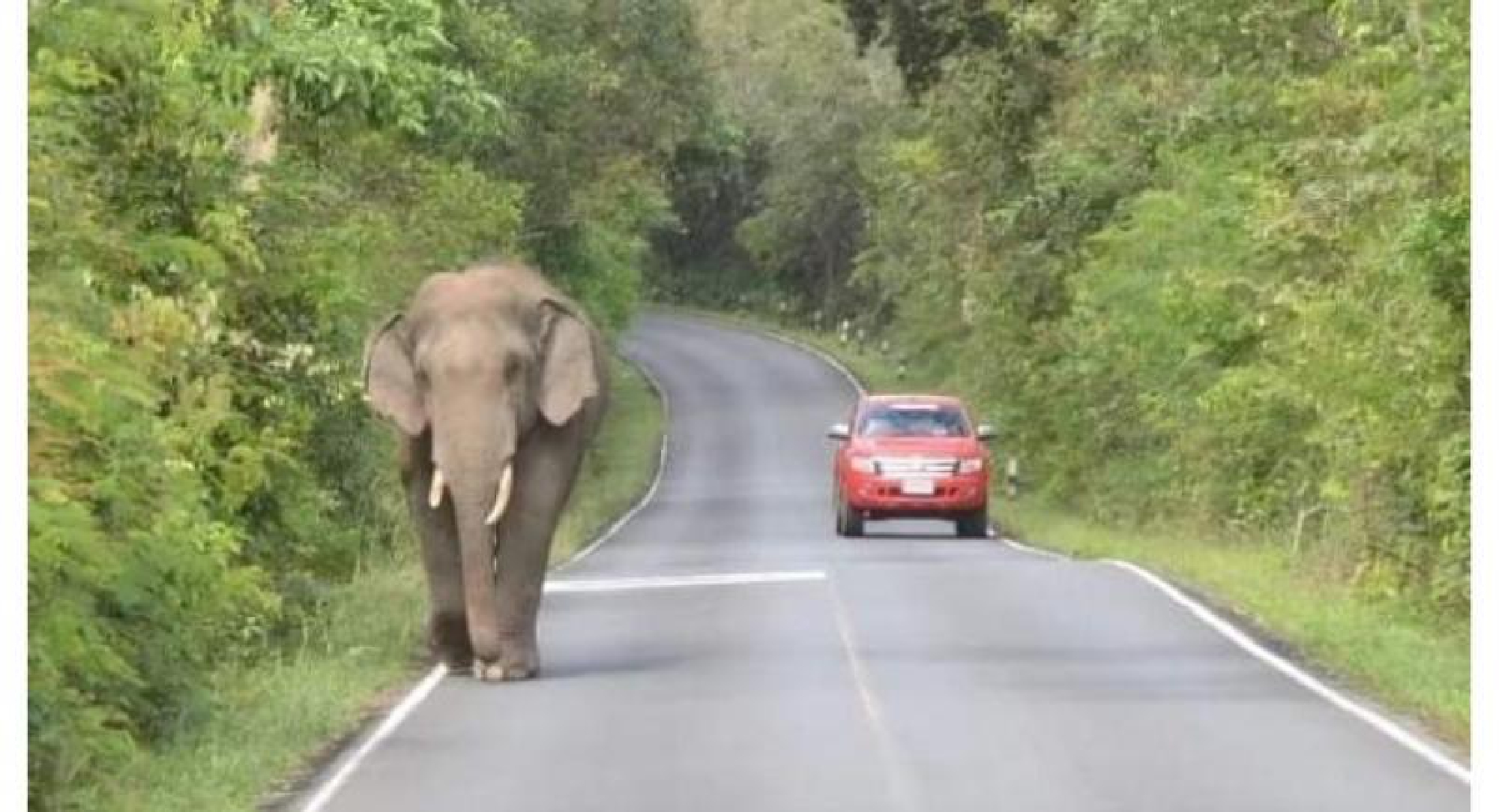 Khao Yai Warns Against Elephant Peril