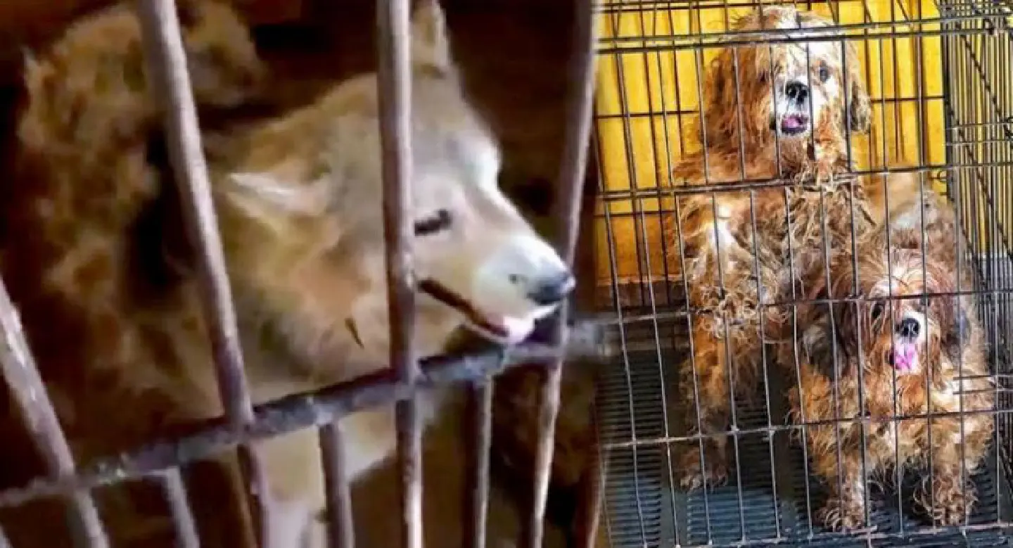 Inquiry launched after rescue of ailing dogs