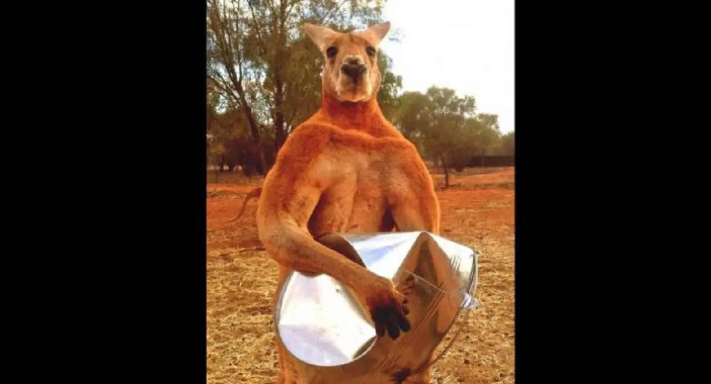Roger, the 'buff kangaroo' dies