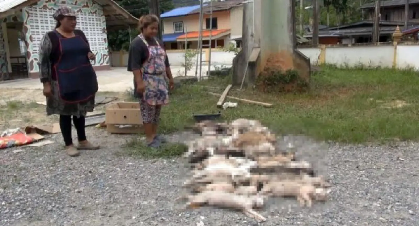 Police urged to find driver blamed for deaths of 33 cats at Hat Yai temple Police urged to find driver blamed for deaths of 33 cats at Hat Yai temple