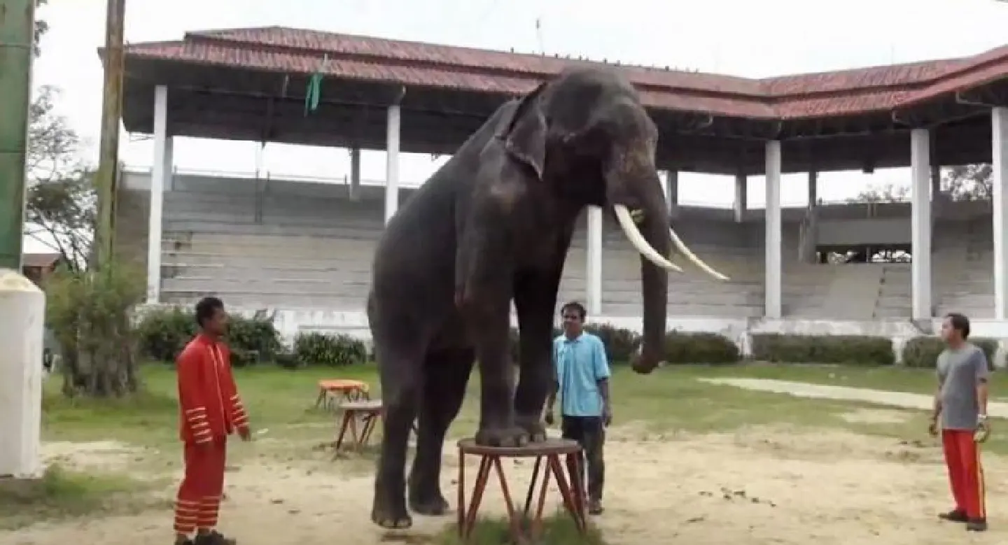 Samut Prakan farm denies starving elephant