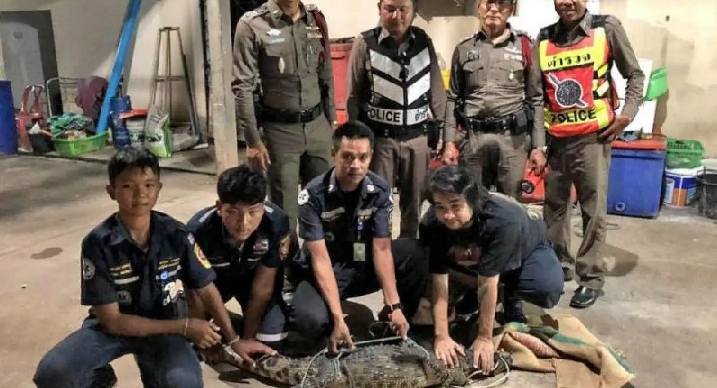 Crocodile wanders up to Krabi restaurant Crocodile wanders up to Krabi restaurant