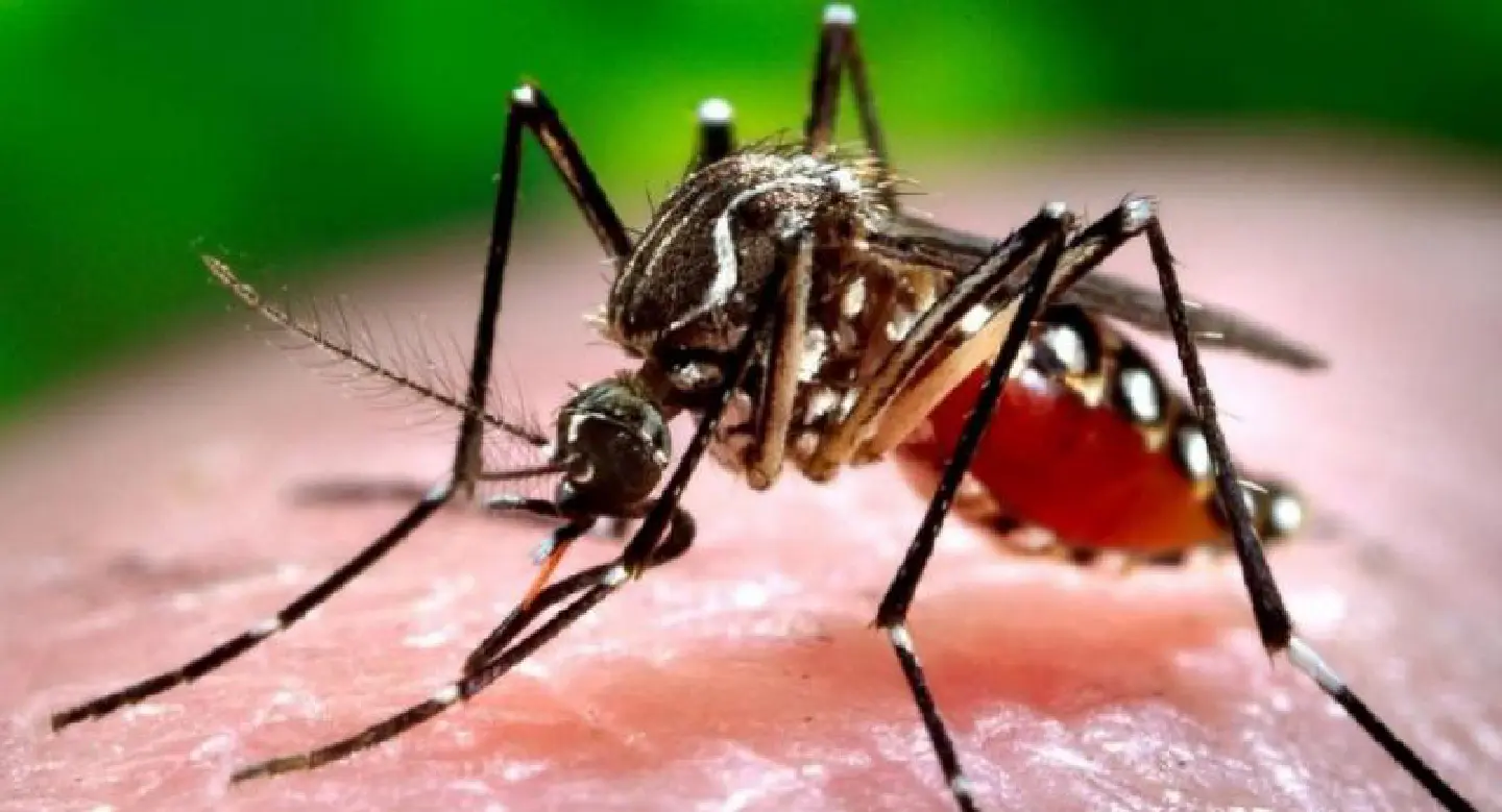 Health Office warns of mosquito viruses in Phuket