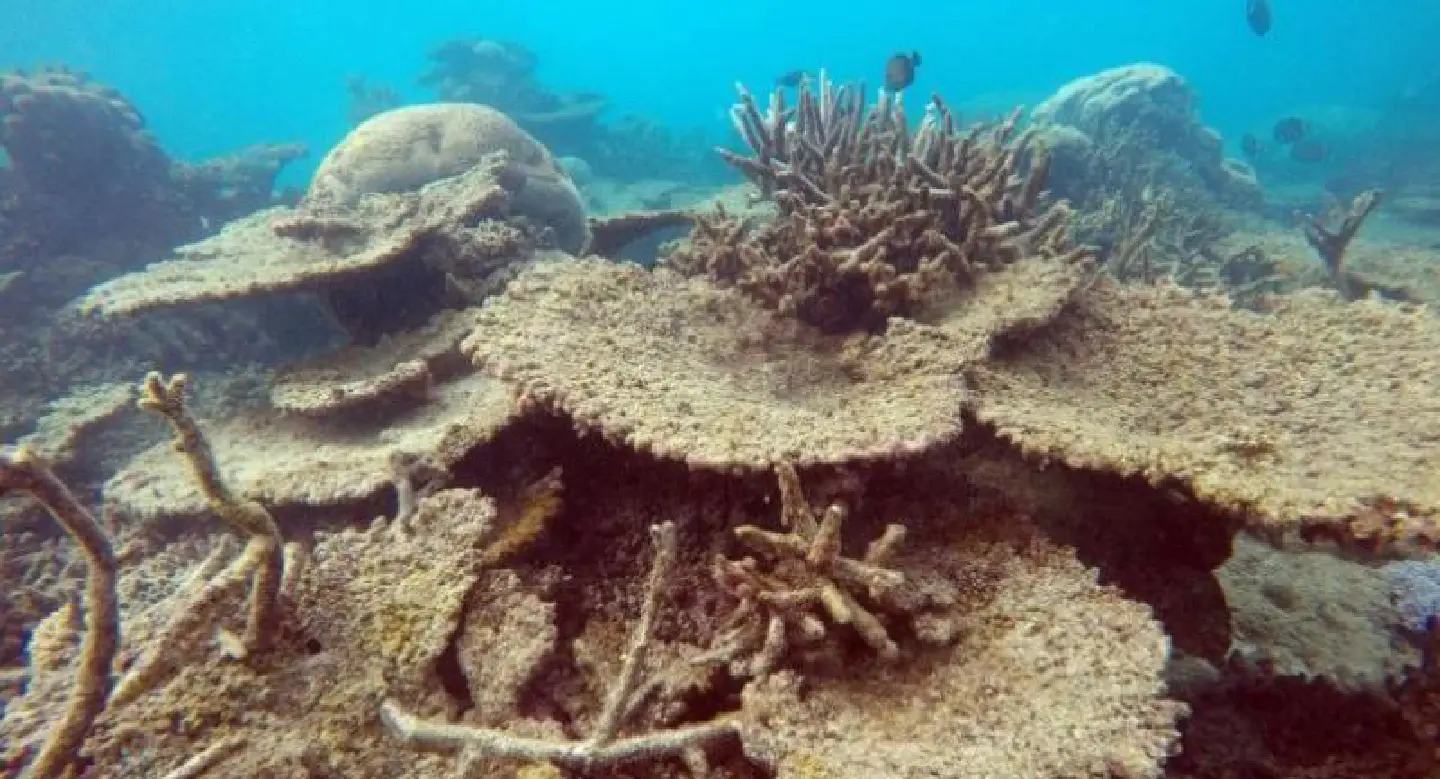 Can the reef live on?