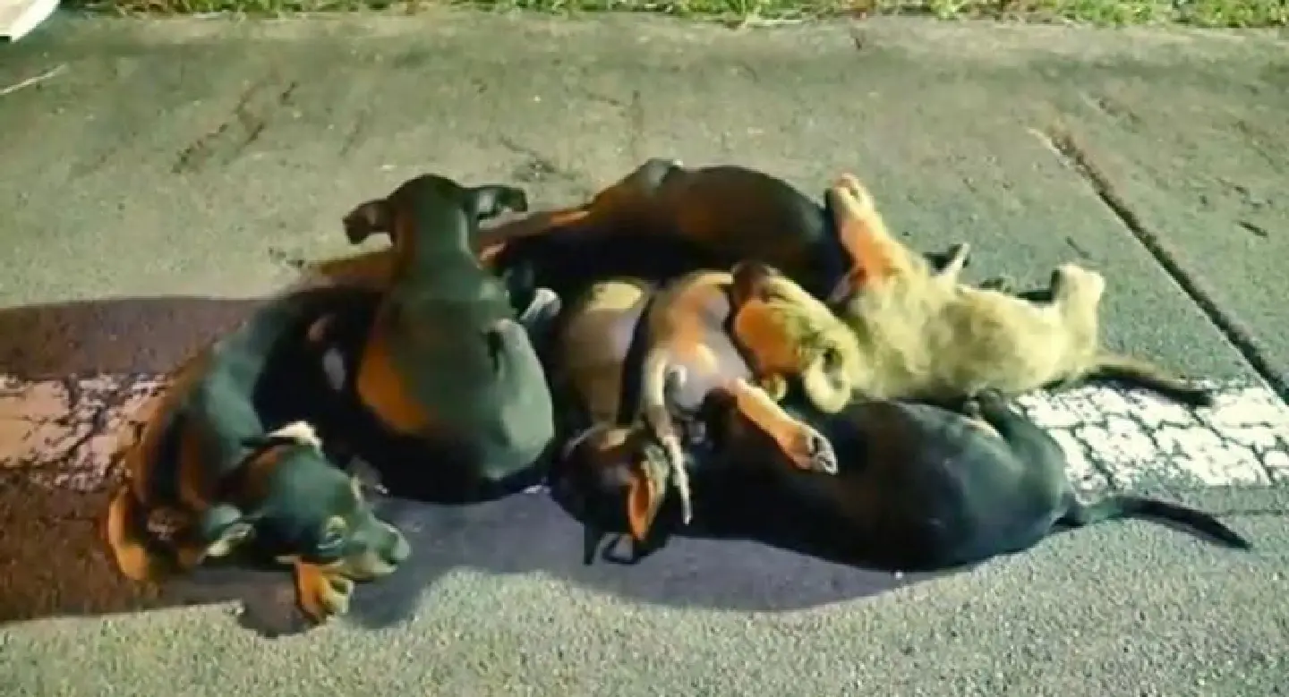 Justice sought for drowned pups Justice sought for drowned pups
