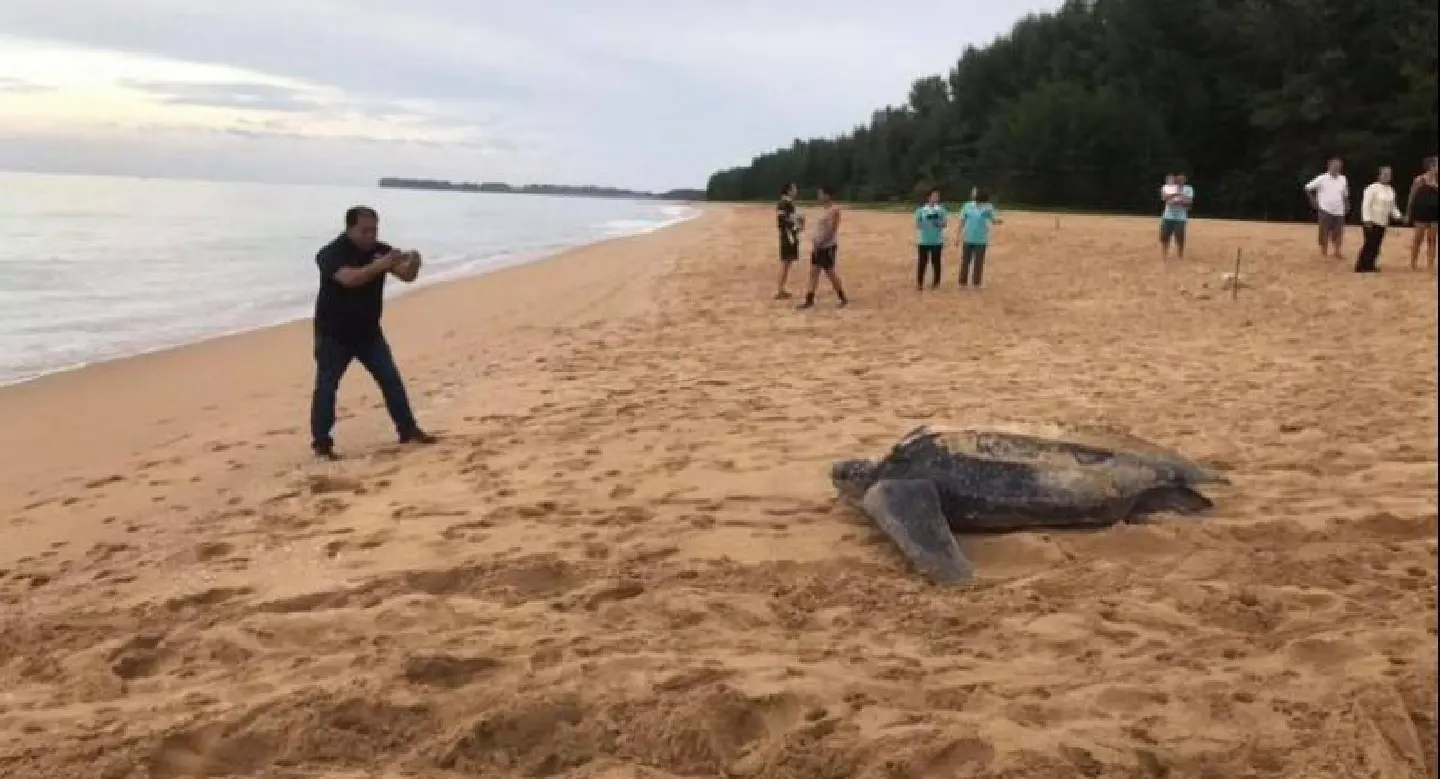 Rare leatherback turtle seen laying eggs on Phang Nga beach