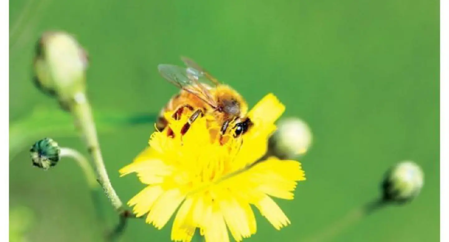 Scientists create bee vaccine to fight off ‘insect apocalypse’