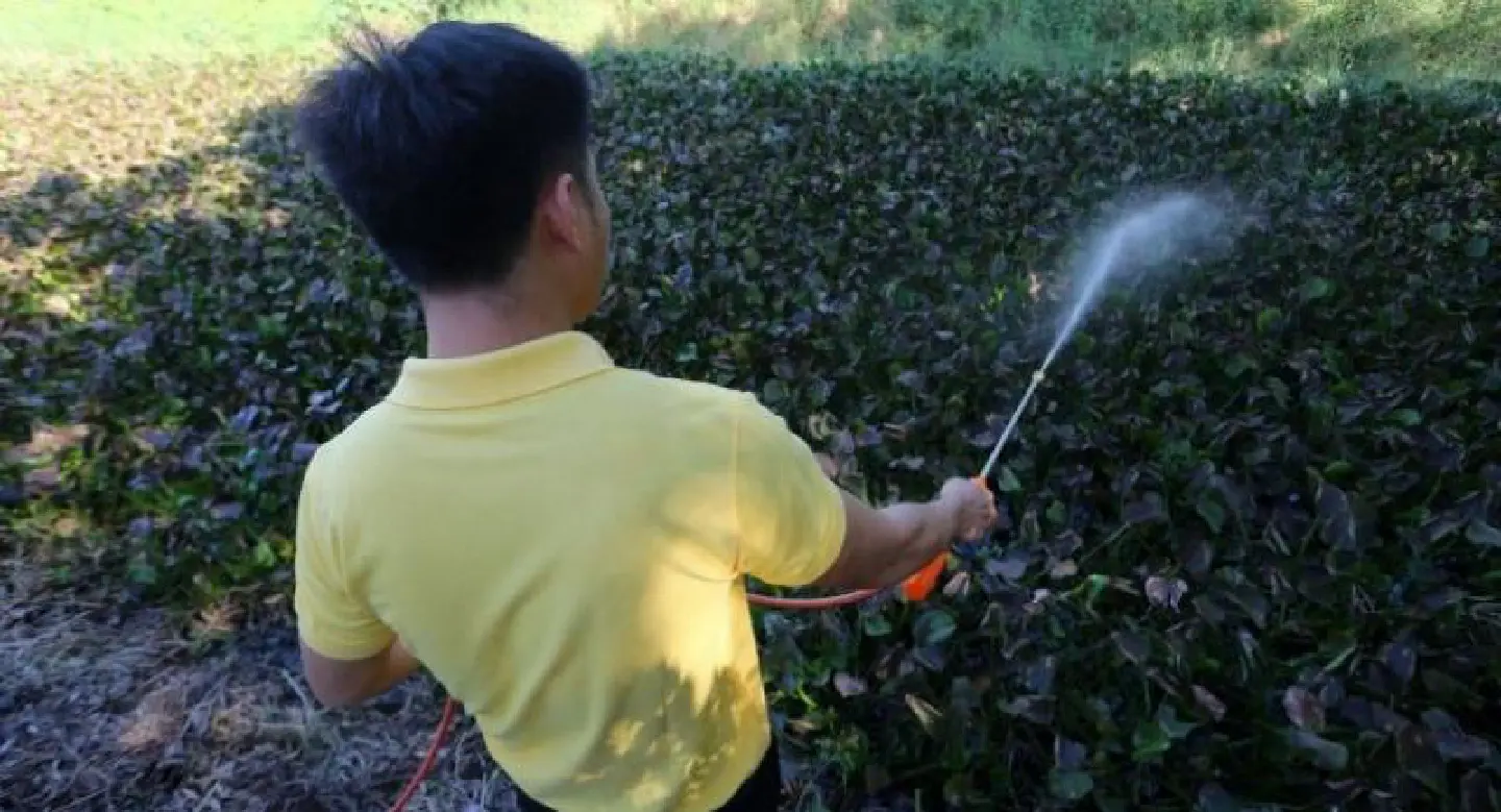 Fungal plant pathogen a safe, effective way  to control water hyacinth growth: researchers