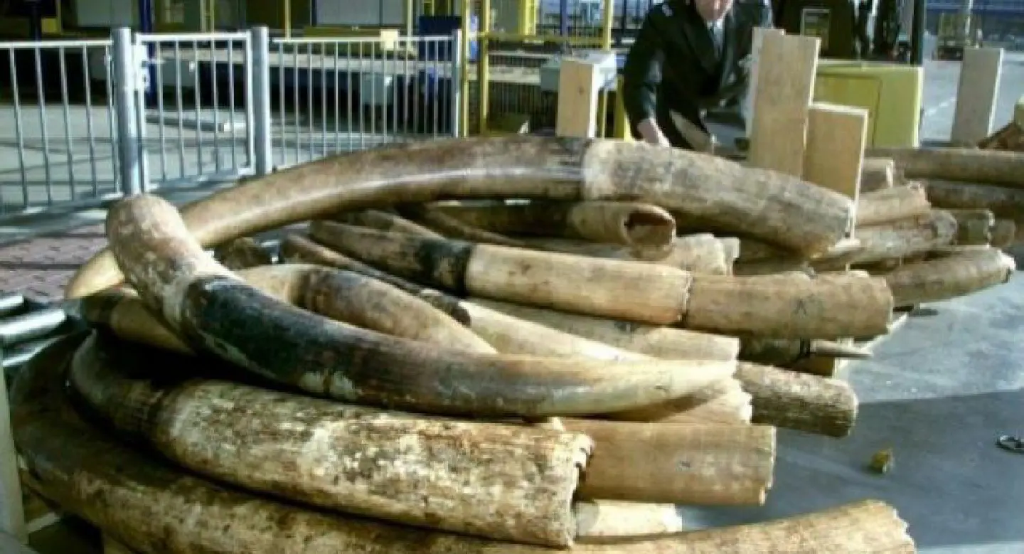 Dutch to ban raw ivory sales from 2019