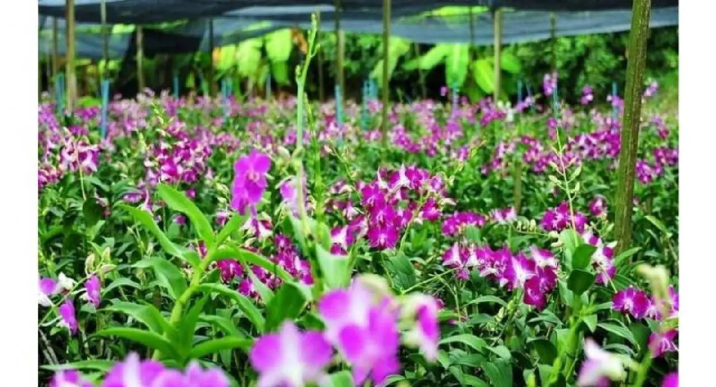 Thai orchid exports to get boost under memo with Ali Auctions