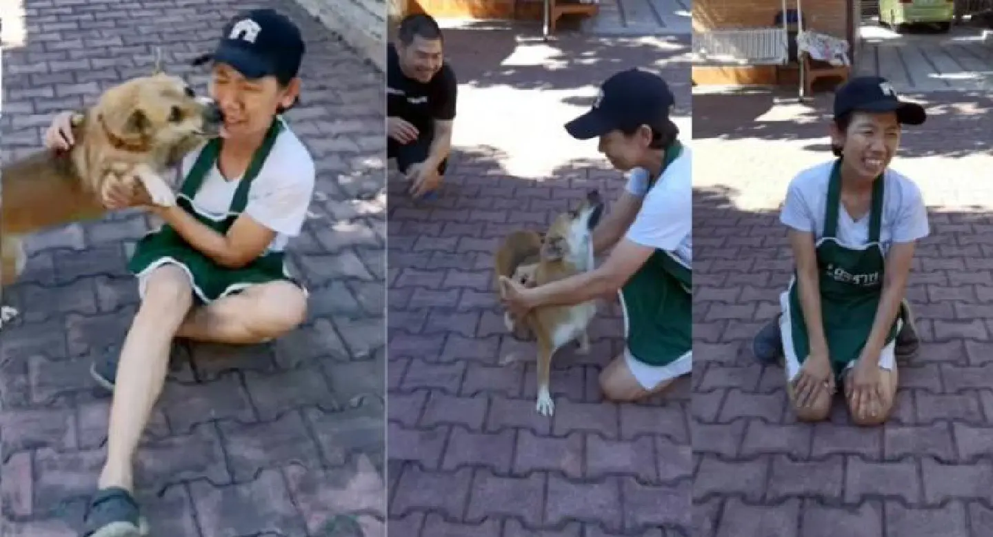 Facebook users locate lost dog after 24 days on the lam