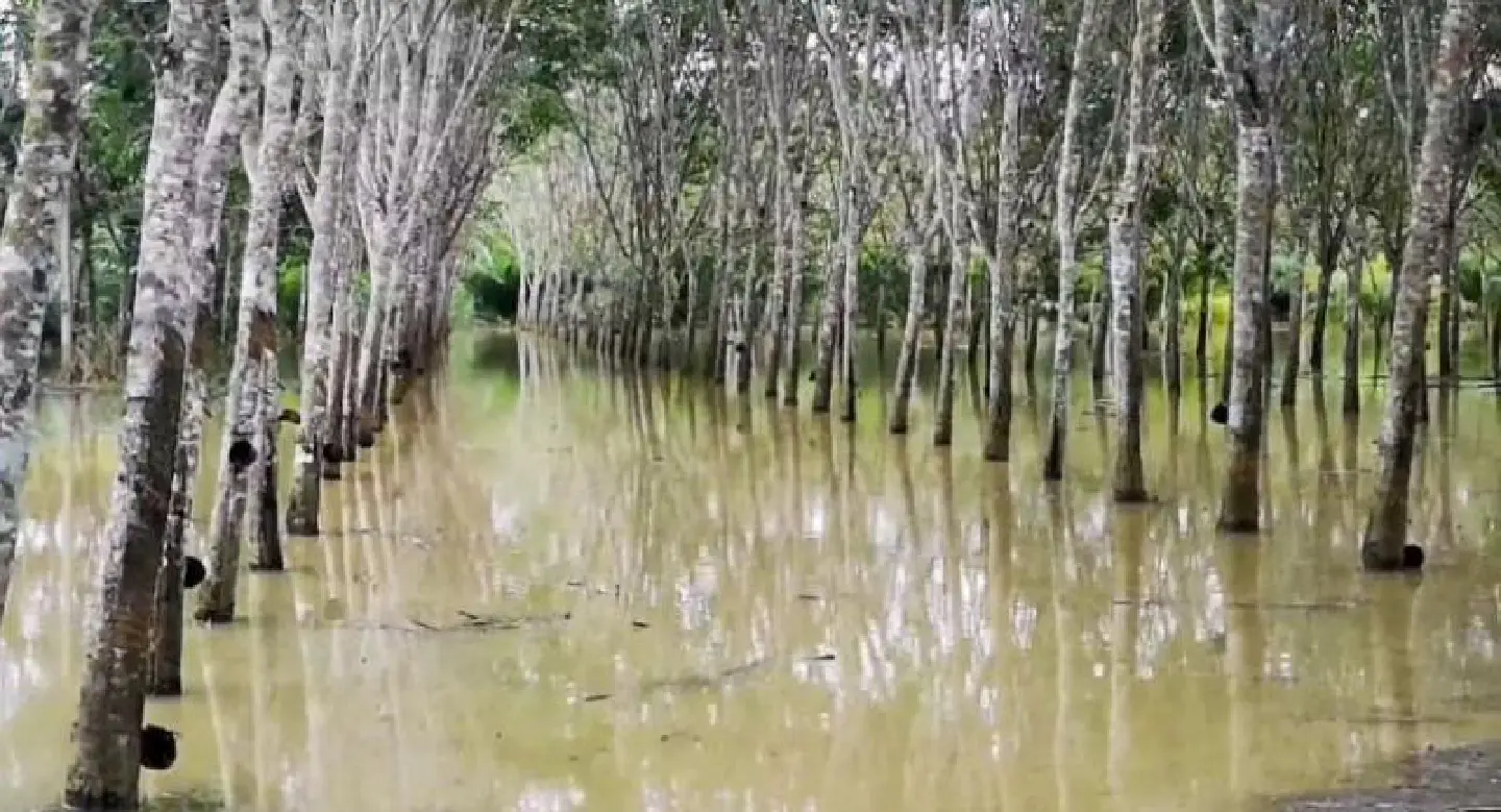 ‘Monkey-cheek’ village in under threat as floodwaters head downstream in Trang ‘Monkey-cheek’ village in under threat as floodwaters head downstream in Trang