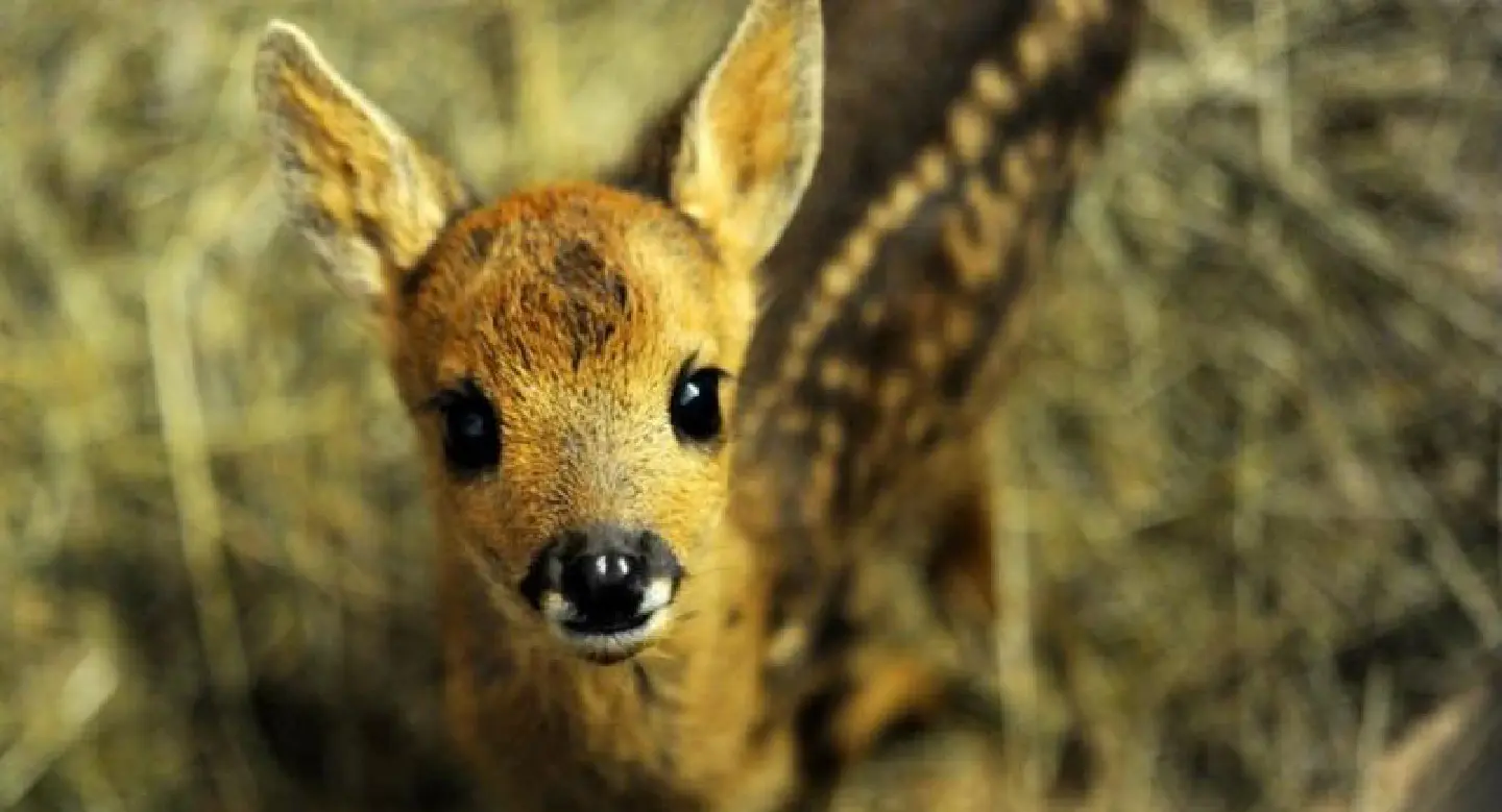 Natural fawn killer: US judge sentences poacher to "Bambi" viewings Natural fawn killer: US judge sentences poacher to "Bambi" viewings
