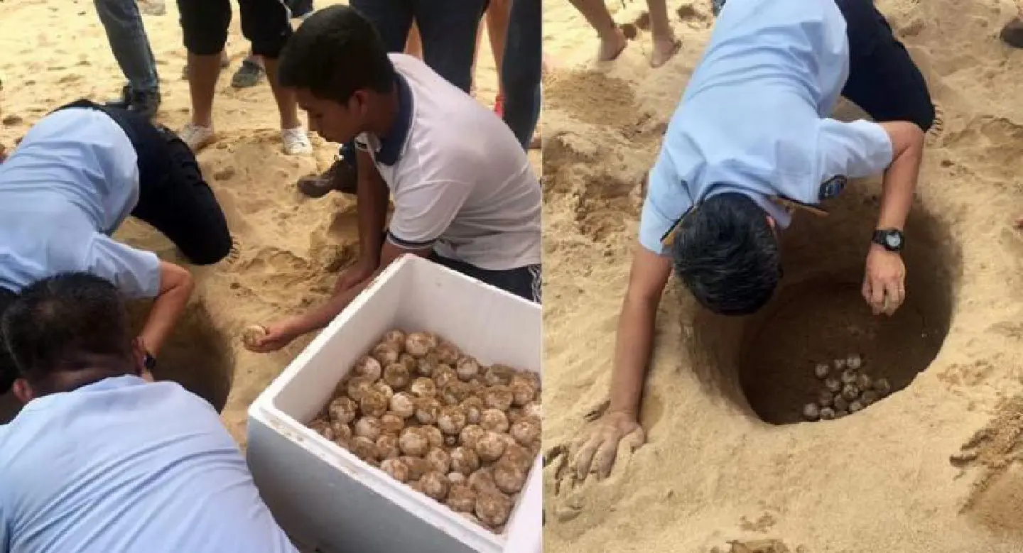 89 leatherback turtle eggs moved to safe area on beach 89 leatherback turtle eggs moved to safe area on beach