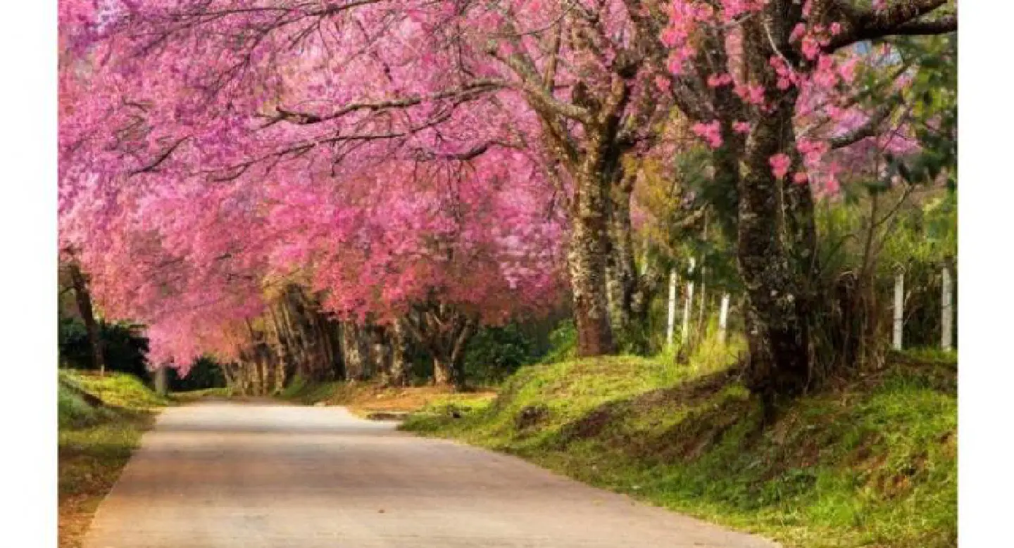 Northern Thailand: Where the wild Himalayan cherry blooms Northern Thailand: Where the wild Himalayan cherry blooms