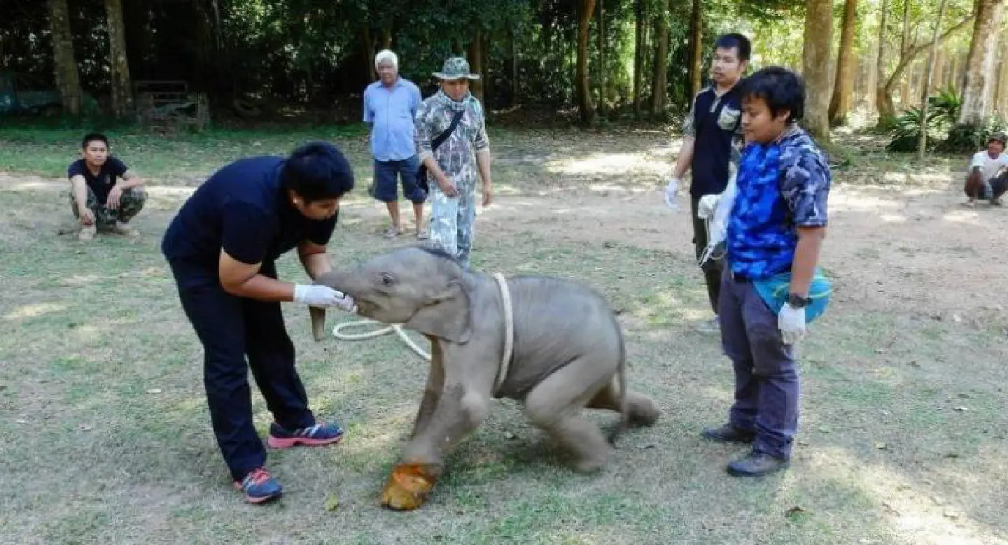 Baby elephant badly hurt by wire trap set by hunter Baby elephant badly hurt by wire trap set by hunter