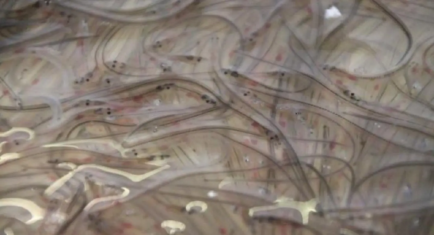 Two shipment of endangered live eels seized at Suvarnabhumi airport Two shipment of endangered live eels seized at Suvarnabhumi airport