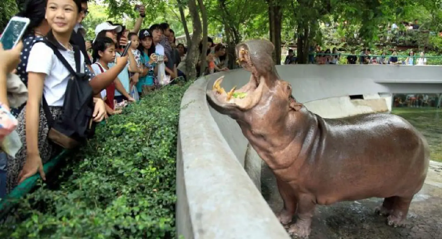 Mae Mali settles into new home at Khao Kheow Zoo Mae Mali settles into new home at Khao Kheow Zoo