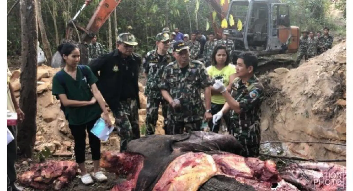 SPECIAL REPORT: Blood-hued Phayung almost gone as corrupt officials pave way for logging