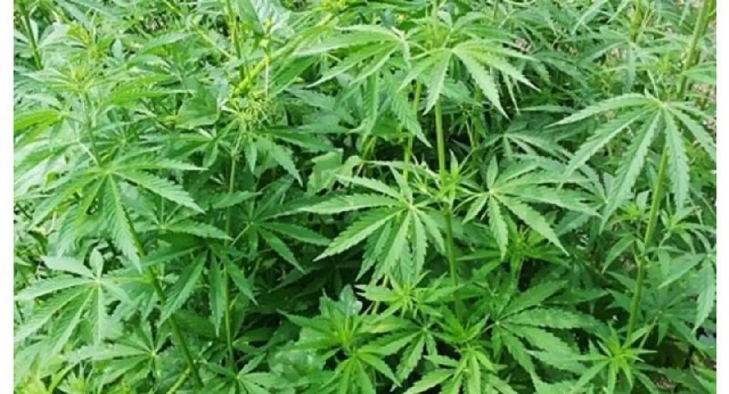 Use of medical marijuana passes NLA