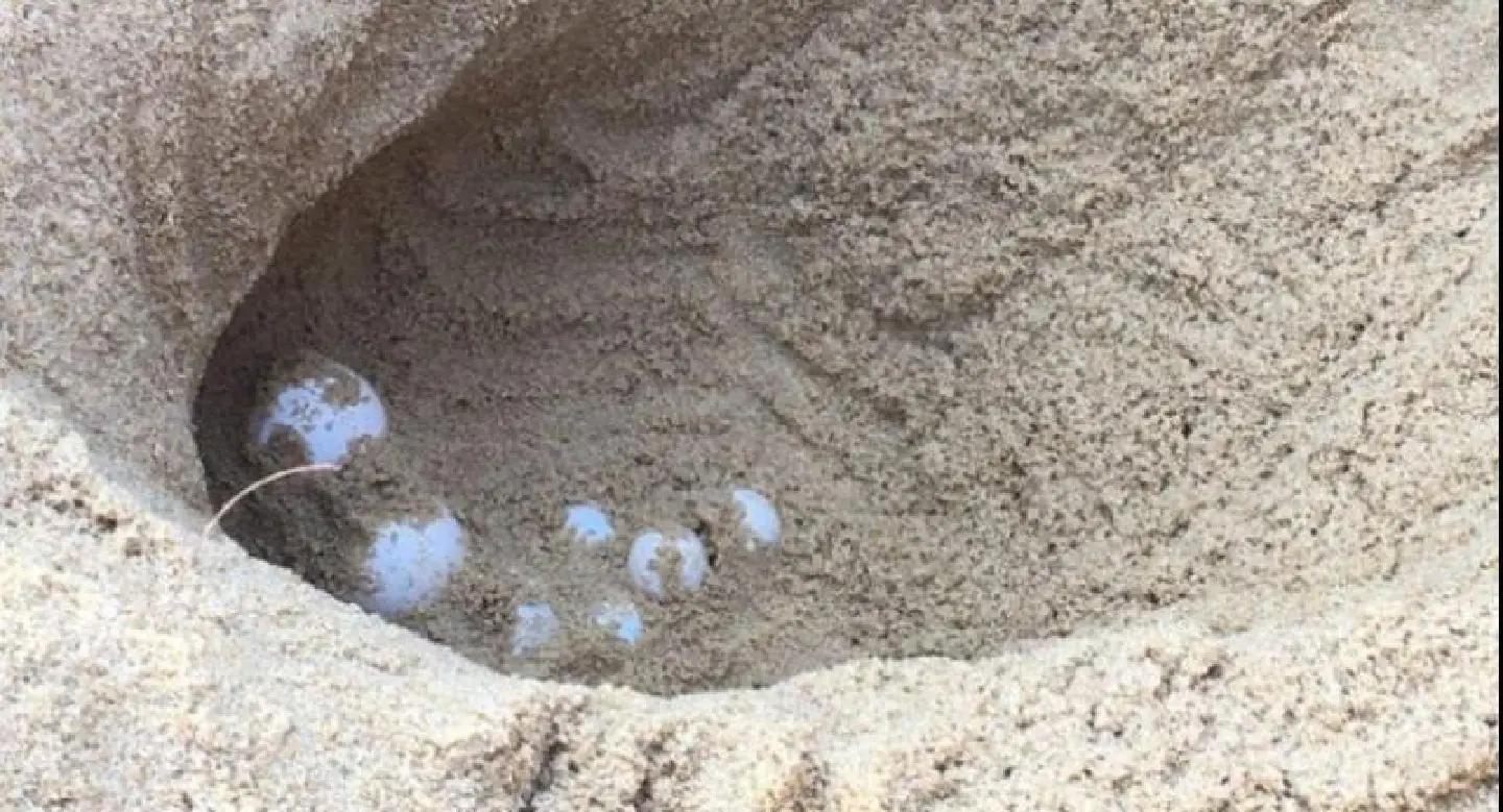 Leatherback sea turtle eggs found on Phang Nga beach Leatherback sea turtle eggs found on Phang Nga beach