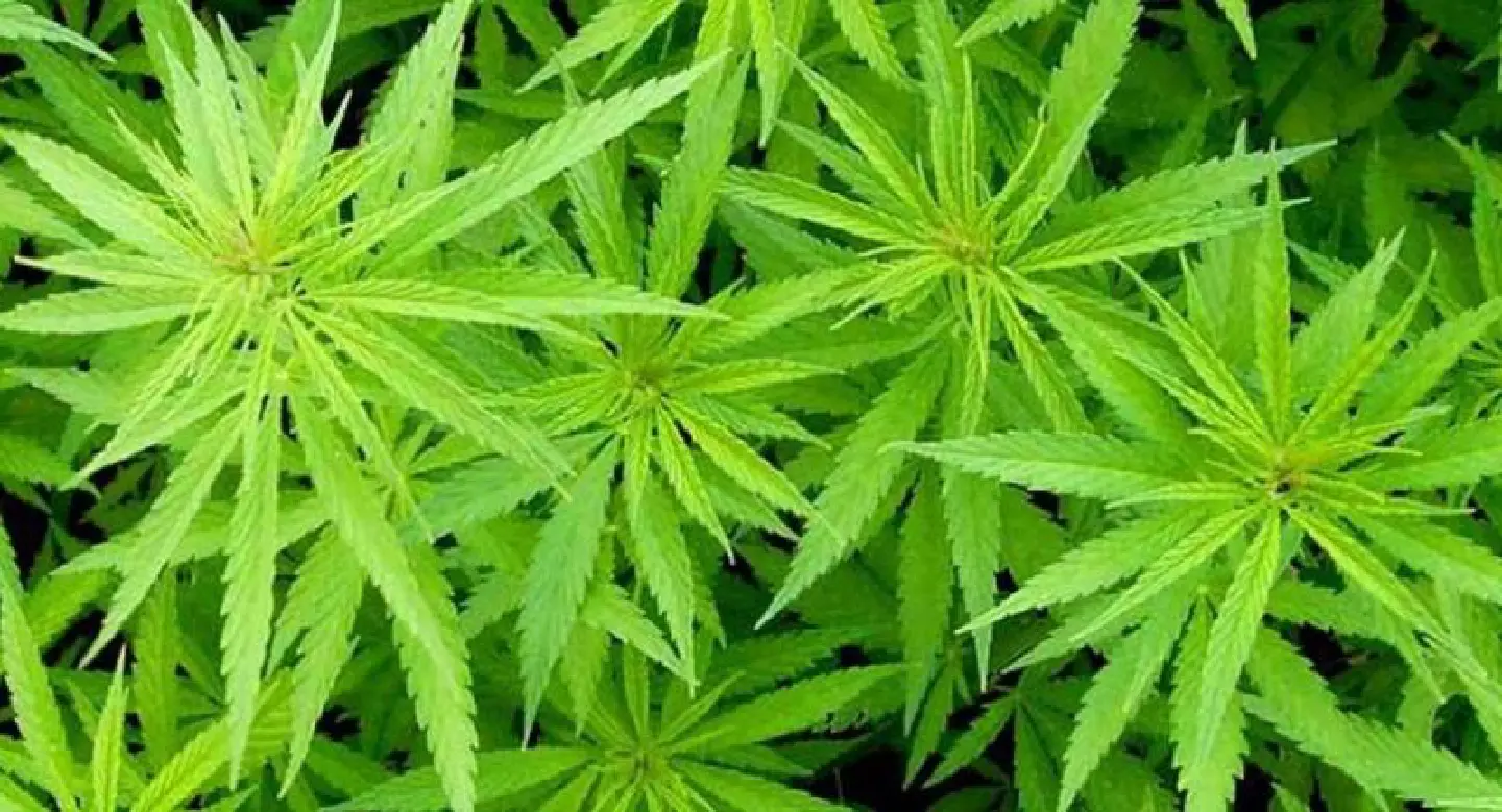 Cannabis move ‘a boon for pharma giants’ Cannabis move ‘a boon for pharma giants’