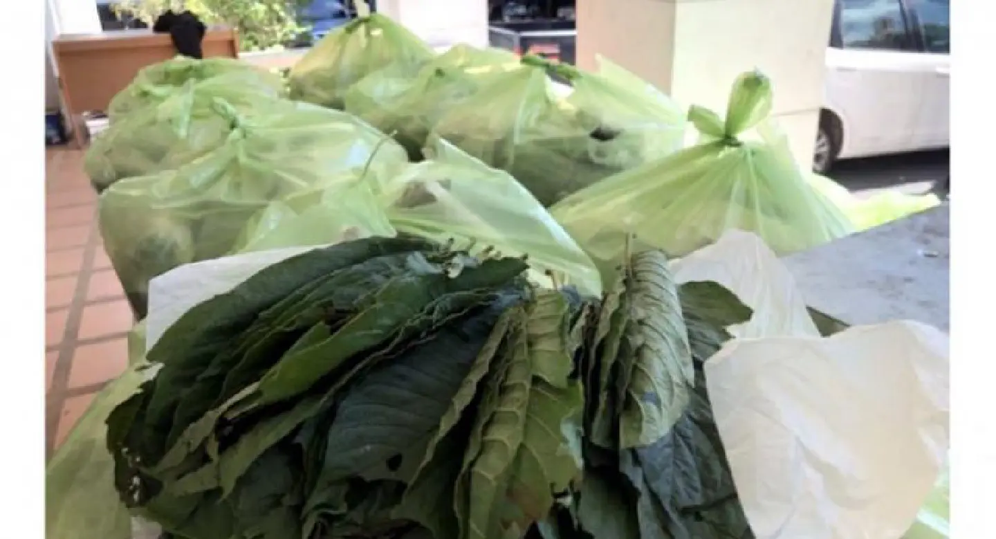 Seven arrested with 500kg of kratom in Phuket