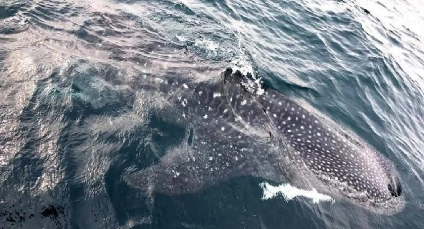 Two whale sharks spotted off Phuket beach