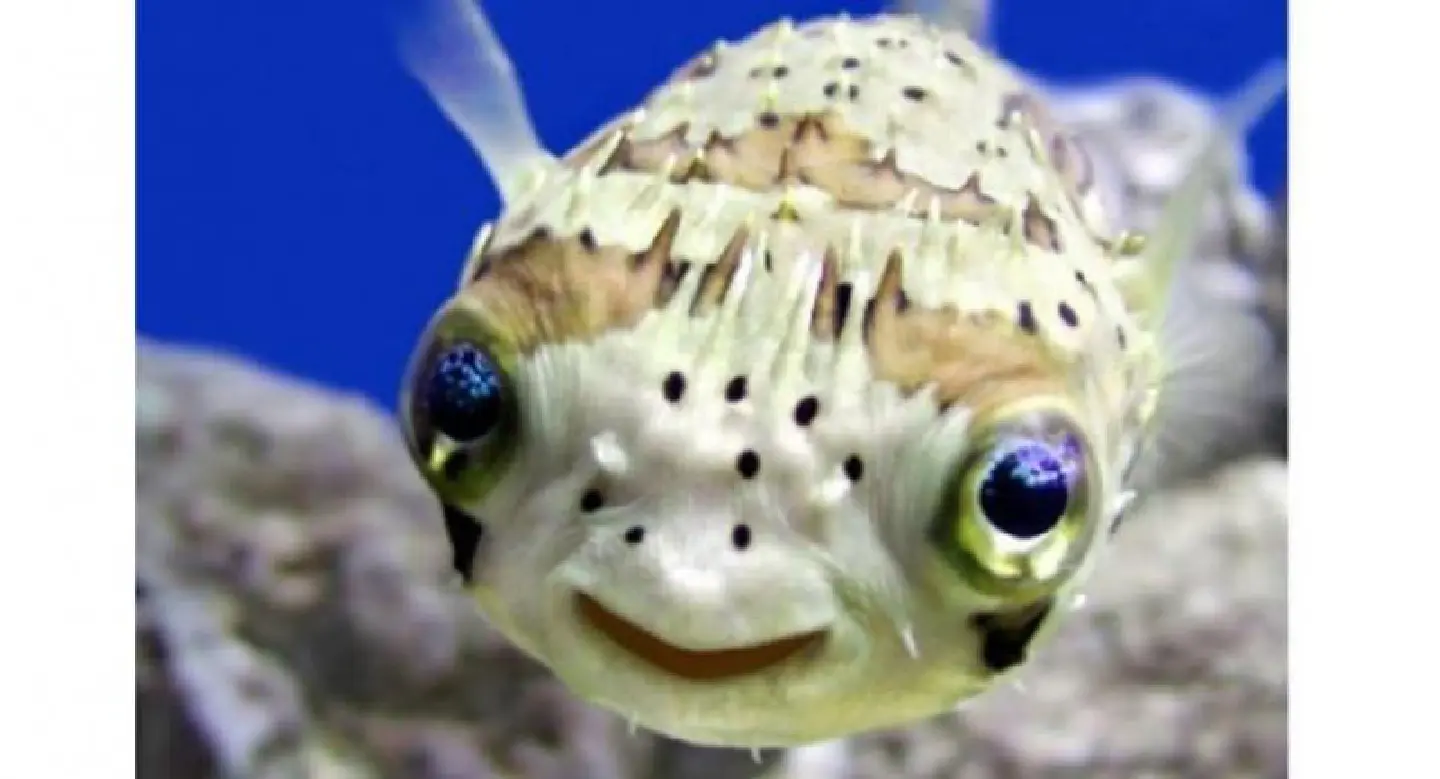 Poisonous puffer fish a delicacy for many in Sarawakian town Poisonous puffer fish a delicacy for many in Sarawakian town