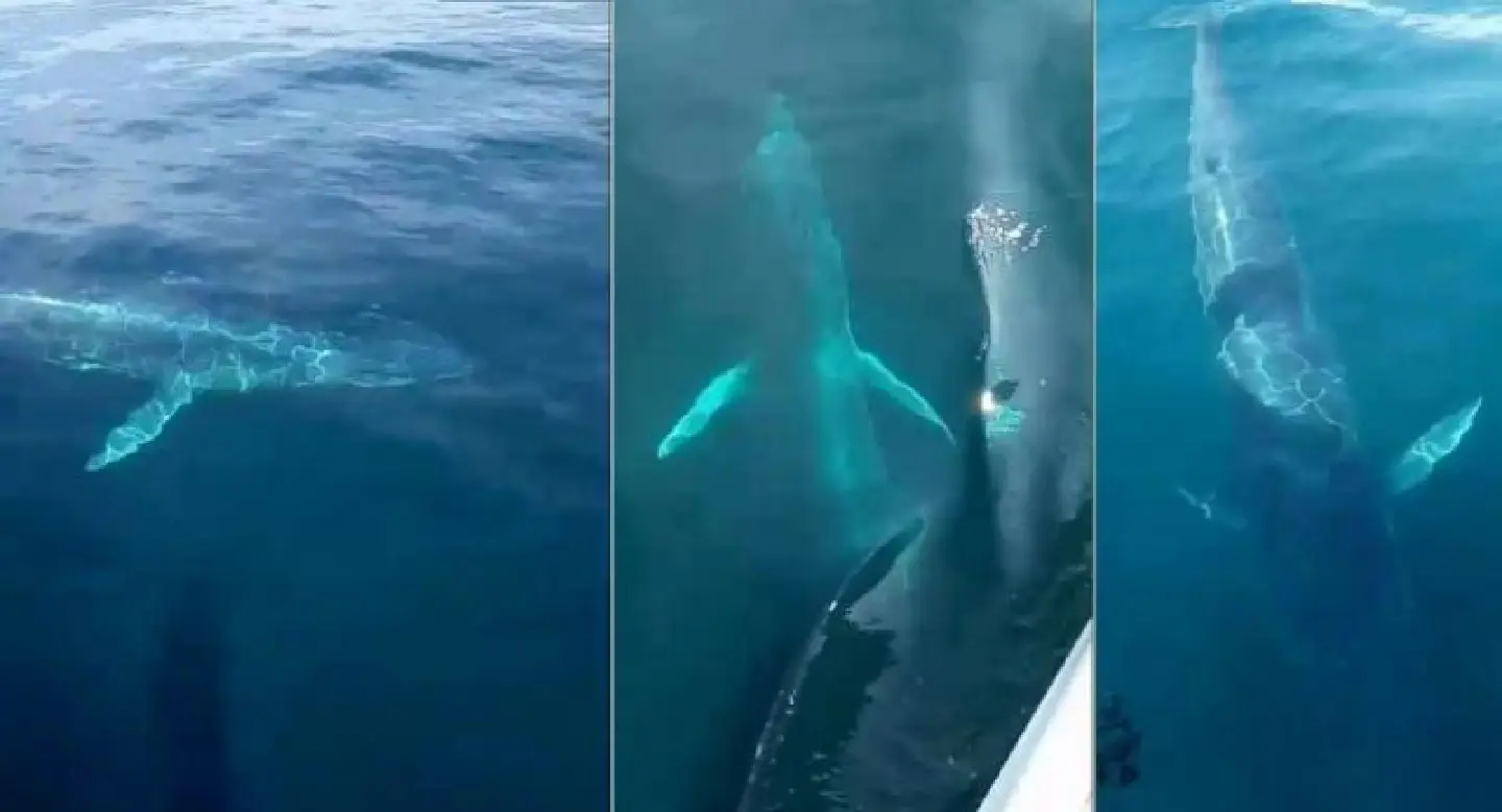 Large whales sighted off Phuket