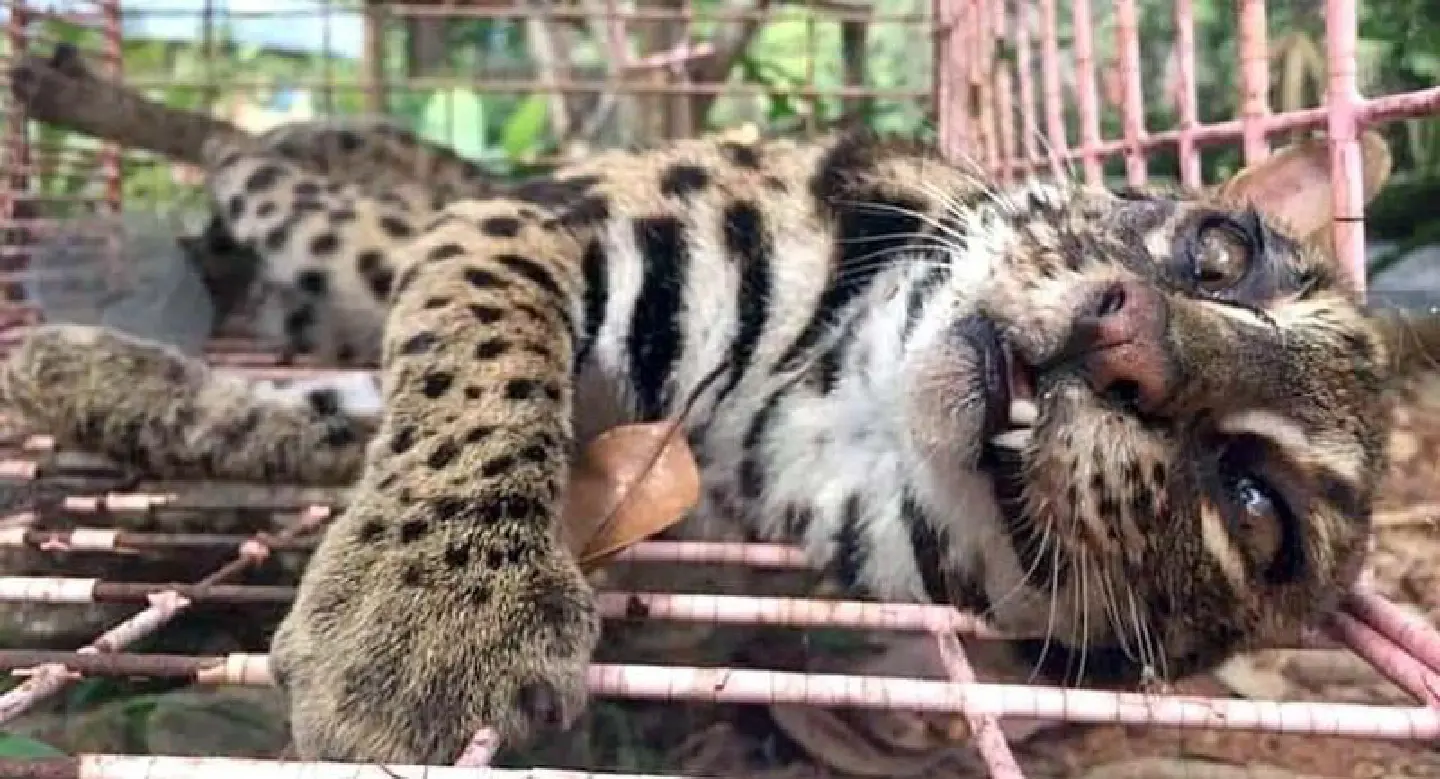 Leopard cat rescued after being hit by car in Thalang Leopard cat rescued after being hit by car in Thalang