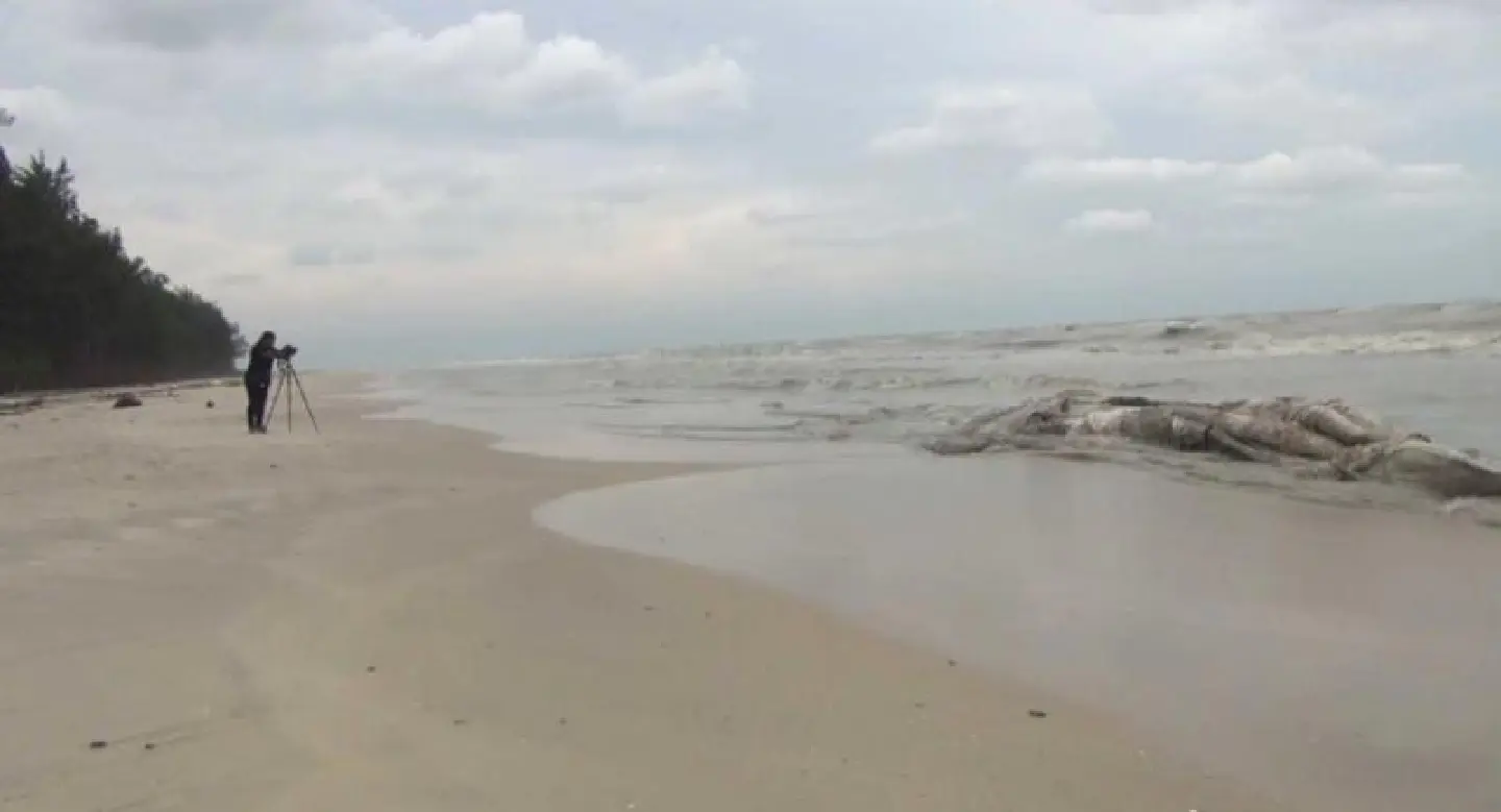 Whale carcass found on Nakhon Si Thammarat beach Whale carcass found on Nakhon Si Thammarat beach
