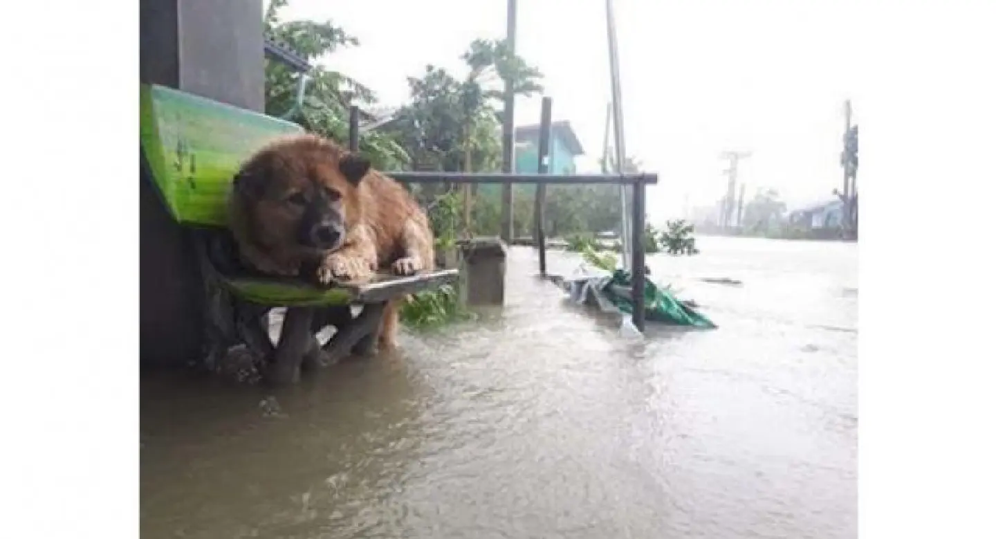 Storm-affected dog stirs outpouring of sympathy Storm-affected dog stirs outpouring of sympathy