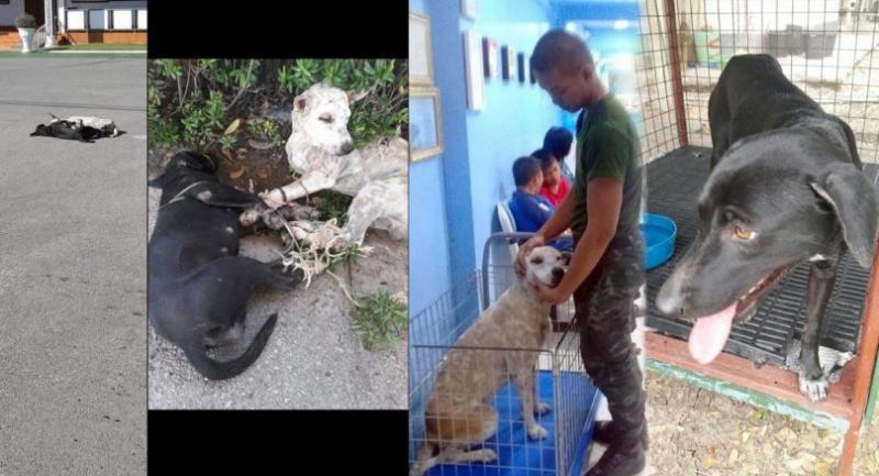 Dogs found tied and dumped on Army officer’s orders ‘now safe’