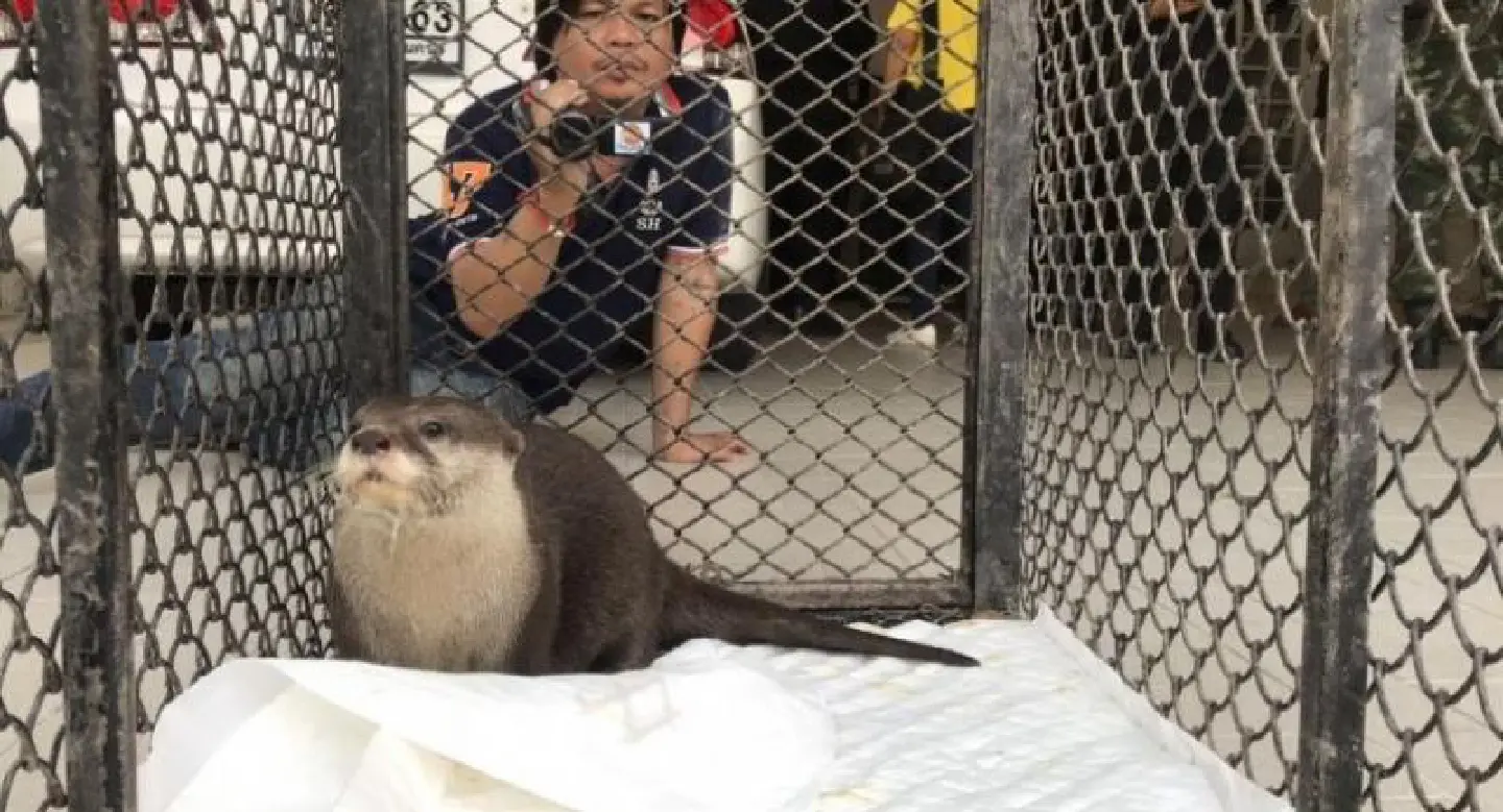 Do unto otters: Wild pets get Chon Buri owner arrested