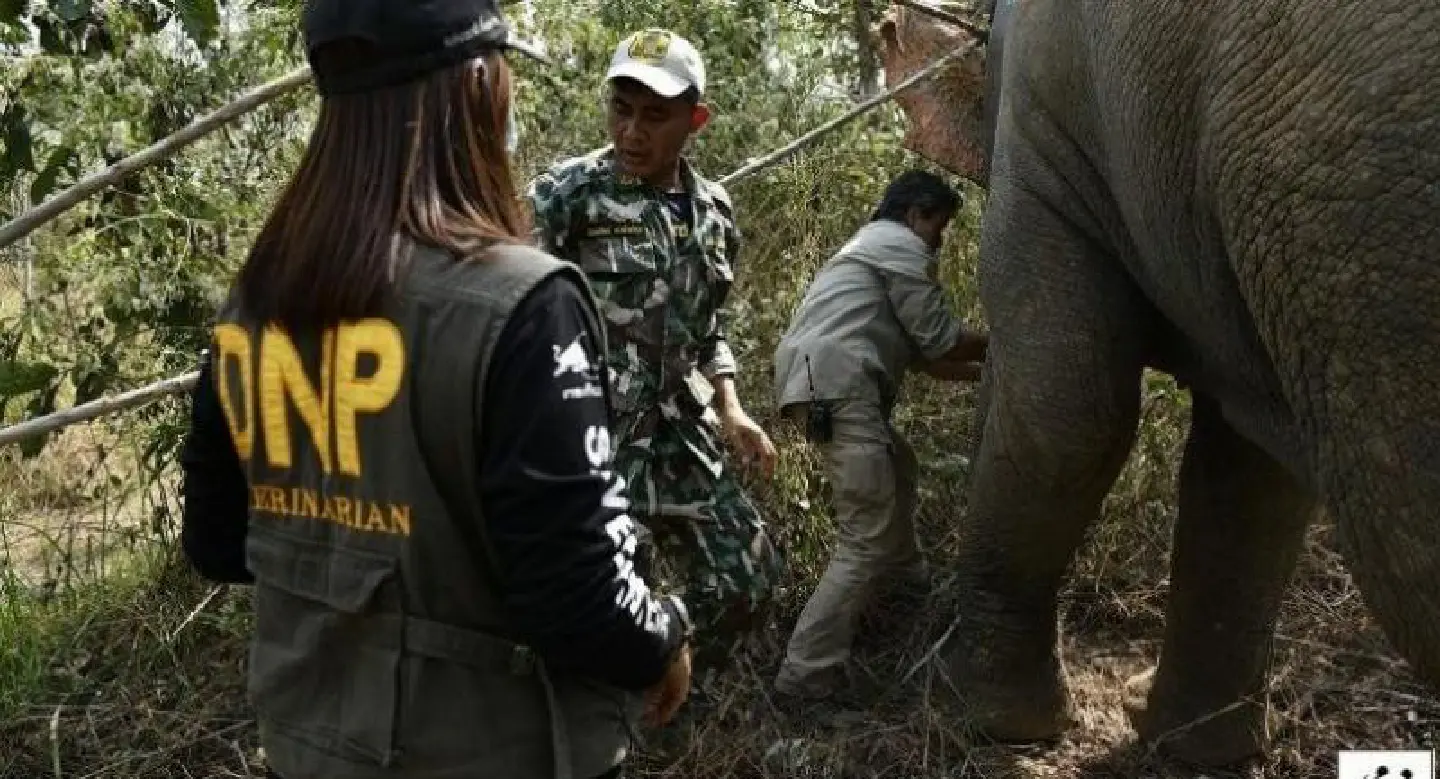 Elephants collared in move to reduce conflicts with humans Elephants collared in move to reduce conflicts with humans