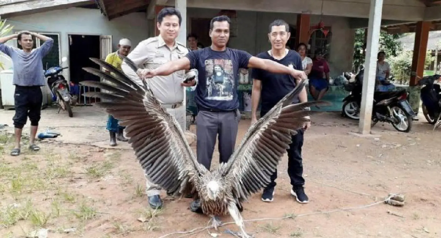 Himalayan griffon vulture found in Krabi rubber plantation after storm Himalayan griffon vulture found in Krabi rubber plantation after storm