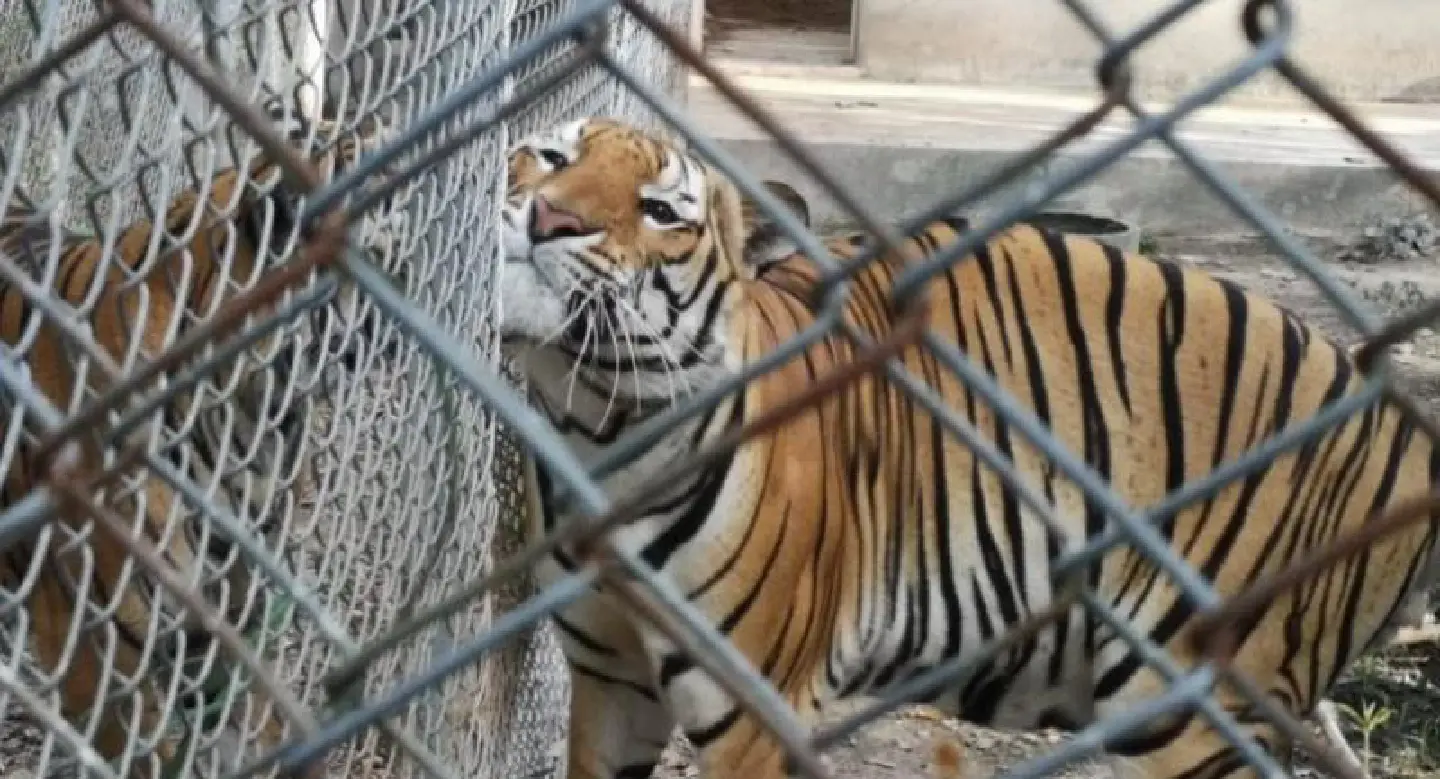 Thai project offers hope for endangered Indochinese tigers
