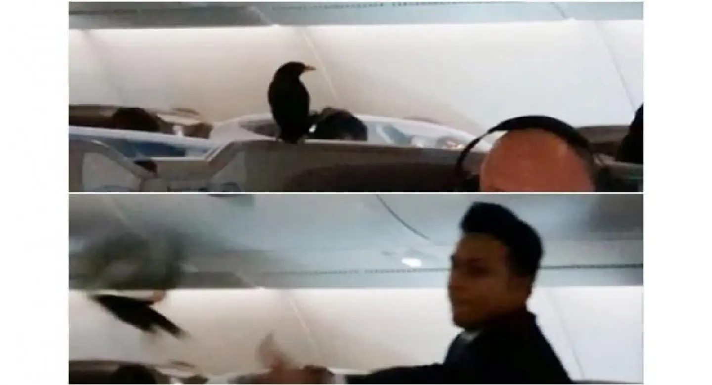 Stowaway bird found taking business class 12 hours into Singapore-London SIA flight Stowaway bird found taking business class 12 hours into Singapore-London SIA flight