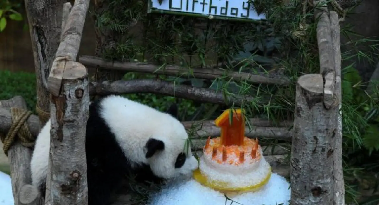 Panda celebrates first birthday in Malaysian zoo with ice cake Panda celebrates first birthday in Malaysian zoo with ice cake