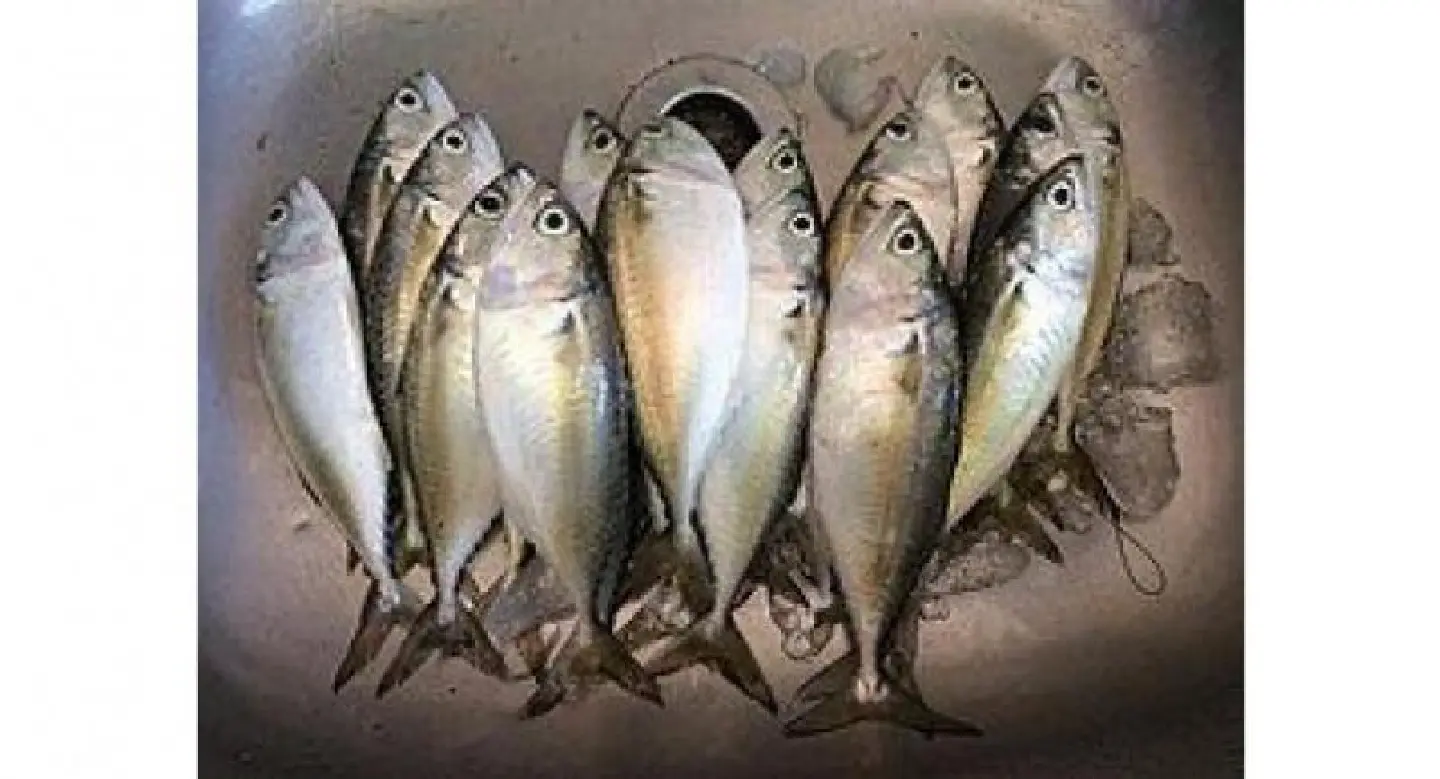 No preservatives in famous steamed mackerel, corrects protection chief
