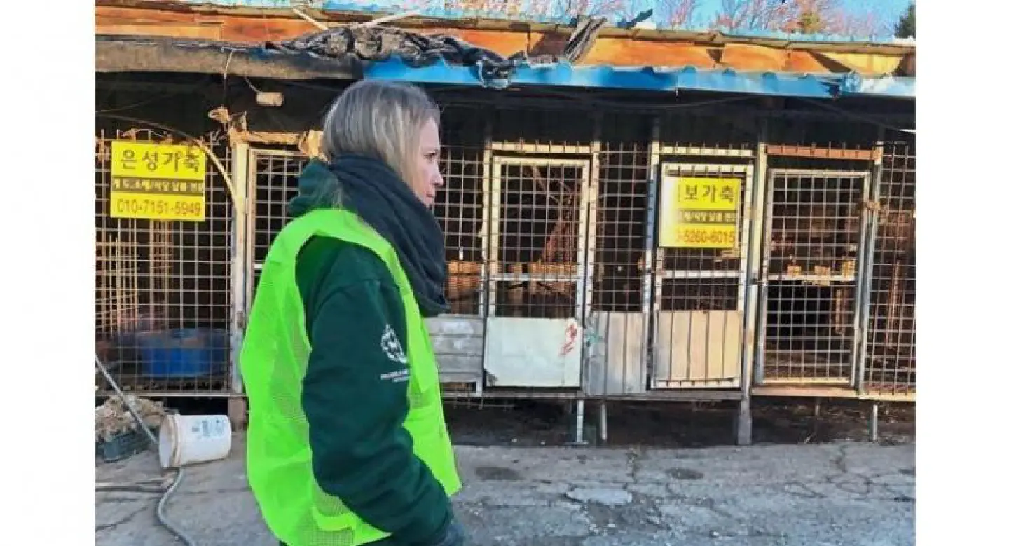 Animal rights group slammed for dog killings