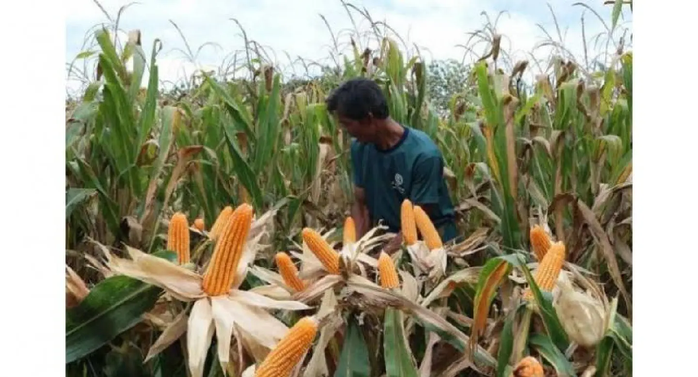 Govt to create data centre to help farm supply match demand