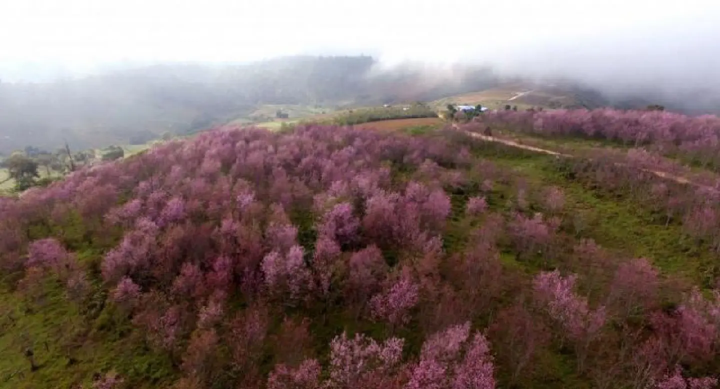 Sakura Festival kicked off in Loei