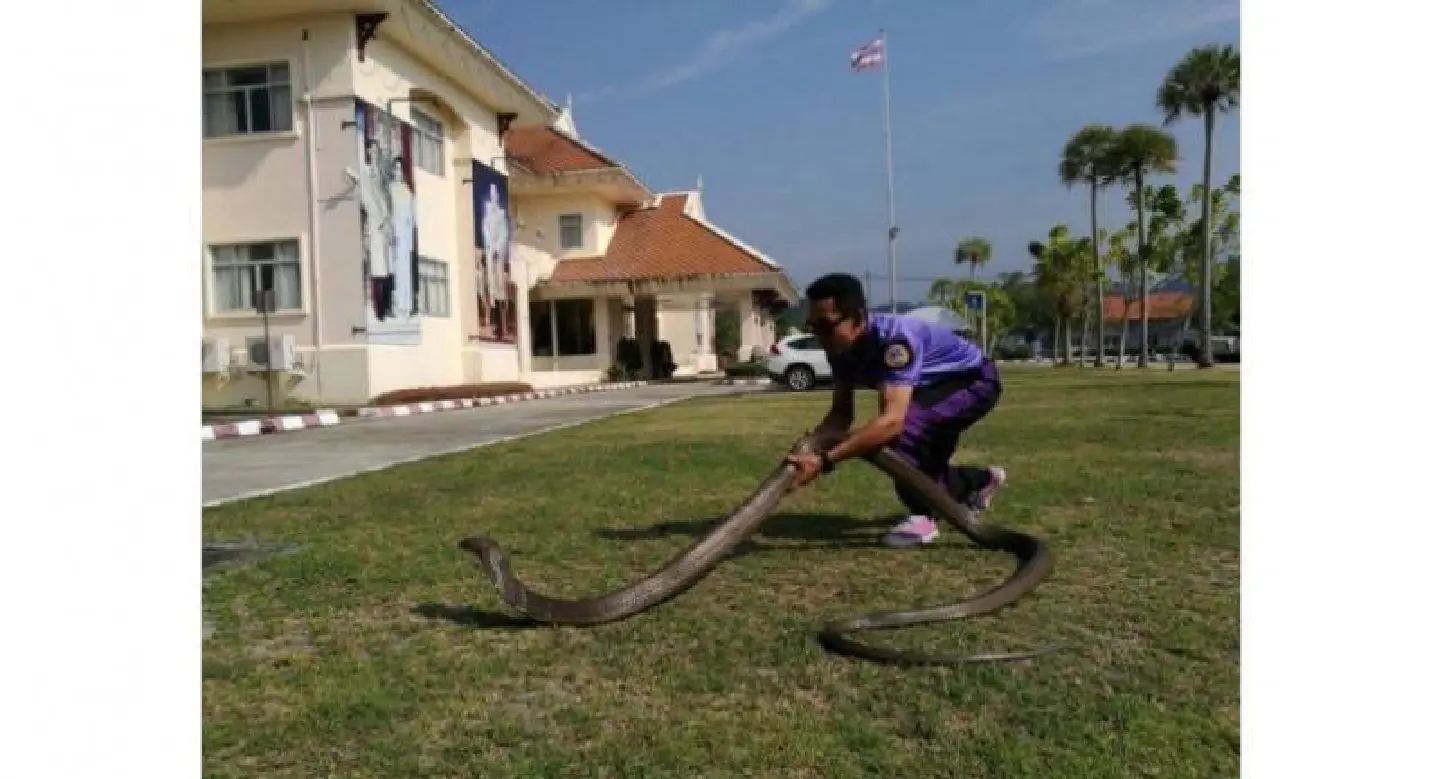 5m king cobra caught by hand in Krabi